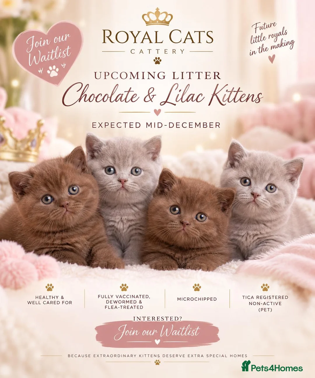 British Shorthair cats for sale: 🍫Chocolate and 💜 Lilac Kittens Waitlist  - Advert 1