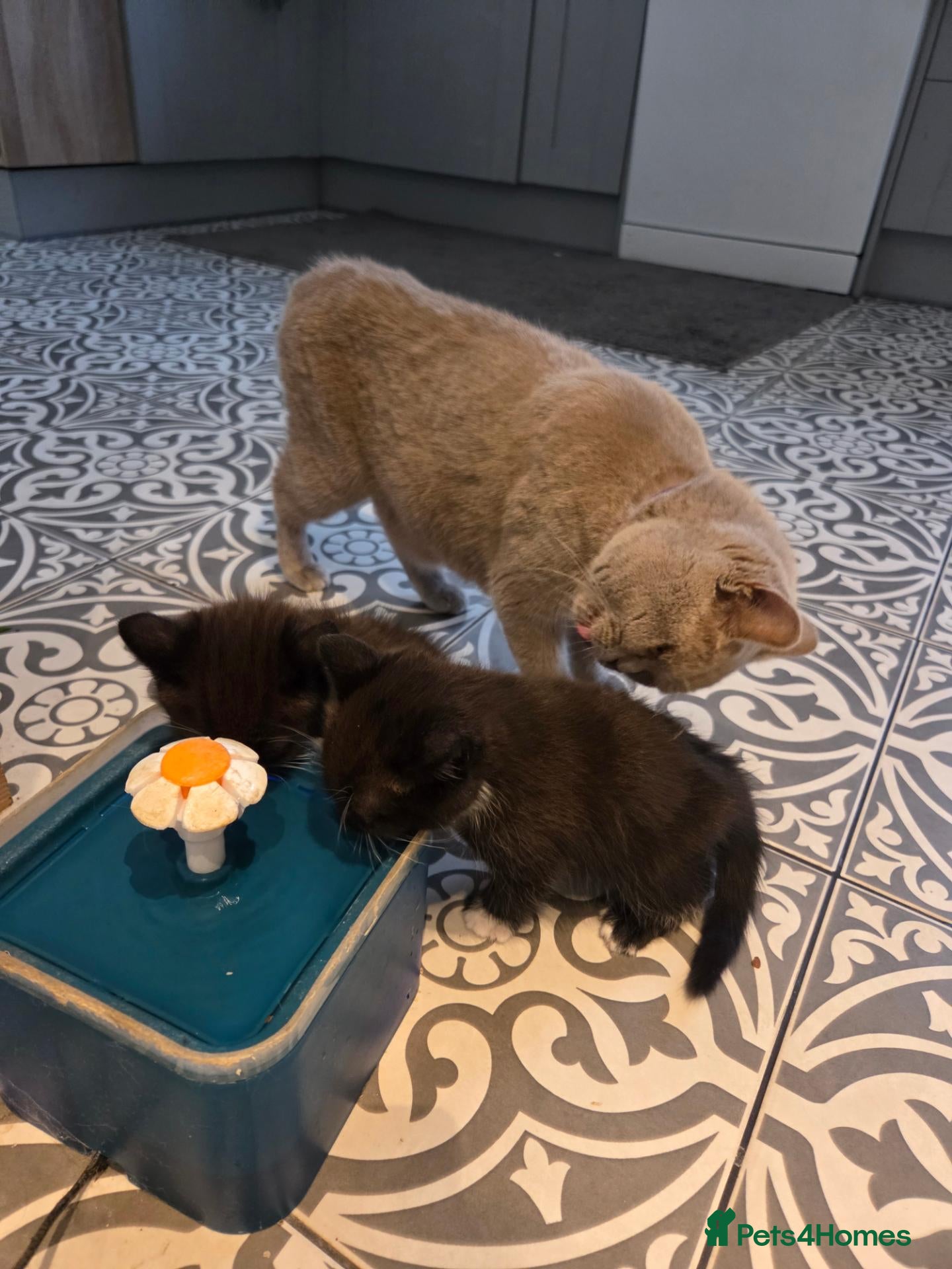 Mixed Breed cats BSH mixed kittens - Advert 6