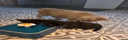 Mixed Breed cats for sale: BSH mixed kittens - Advert 1
