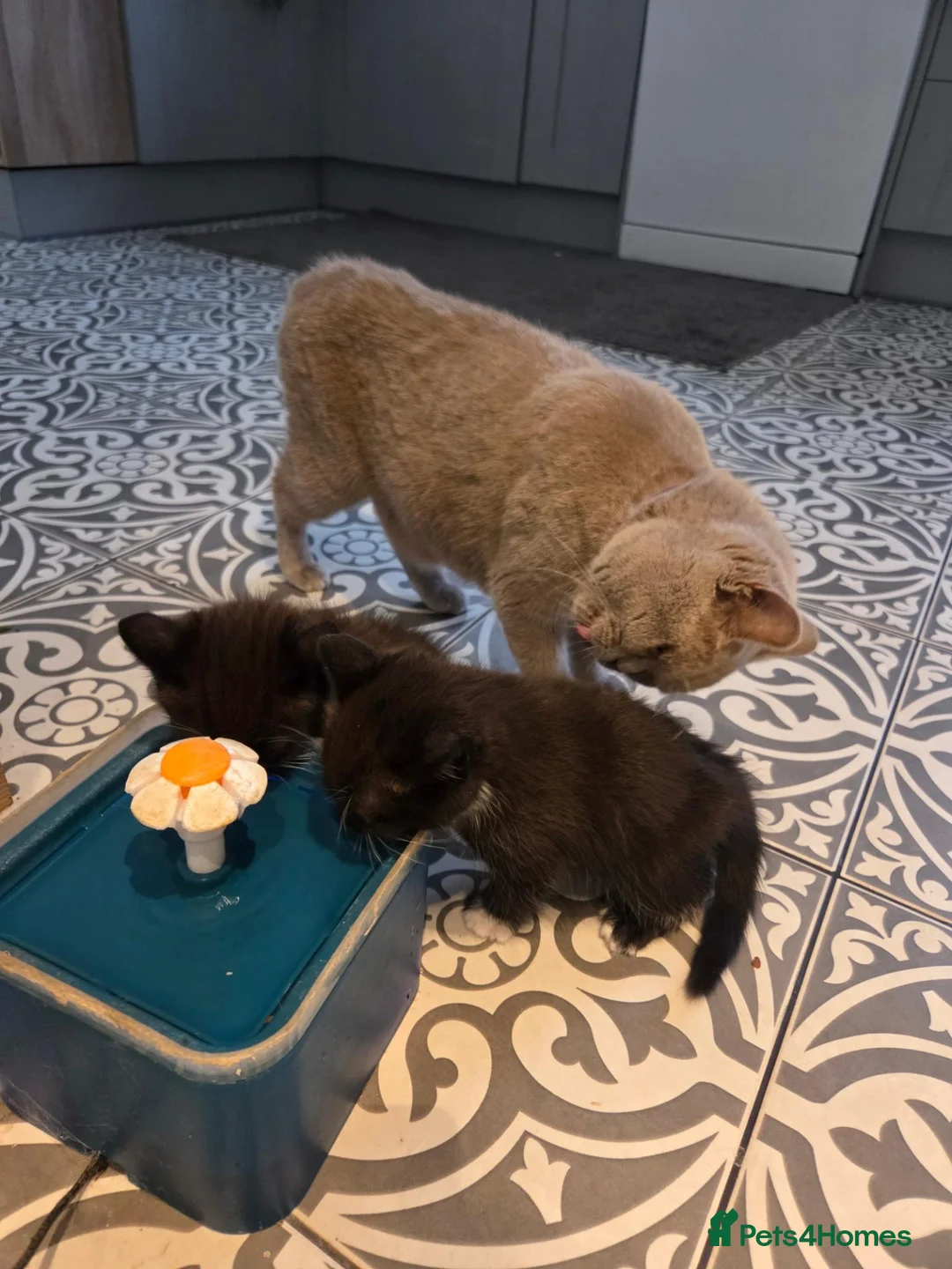 Mixed Breed cats for sale: BSH mixed kittens - Advert 1