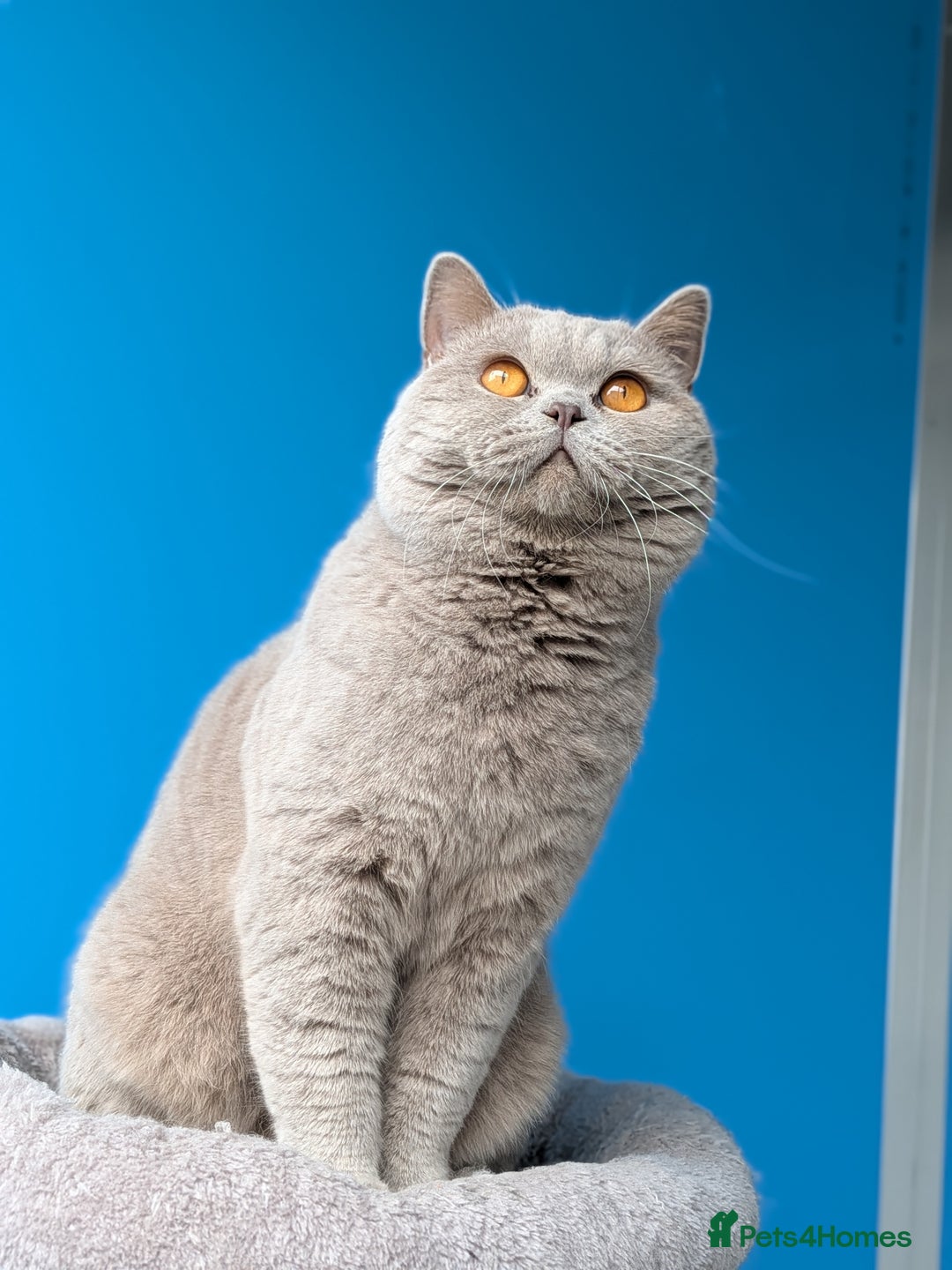 British Shorthair cats for stud: Lilac Champion Stud Derbyshire  in Derby - Advert 2