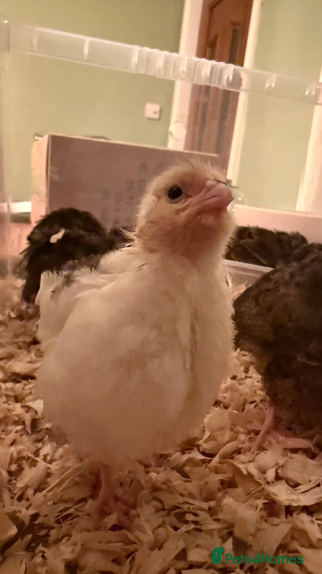 Quail poultry for sale: 🩵Celadon Coturnix quail chicks 💙 - Advert 14