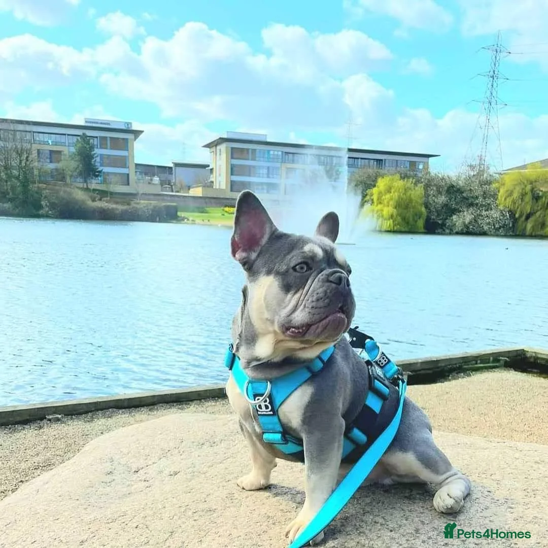 French Bulldog dogs for stud: George lilac and tan Stud 🔥 in Dartford - Advert 2