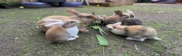 Mixed Breed rabbits for sale: Rabbits for sale - Advert 8
