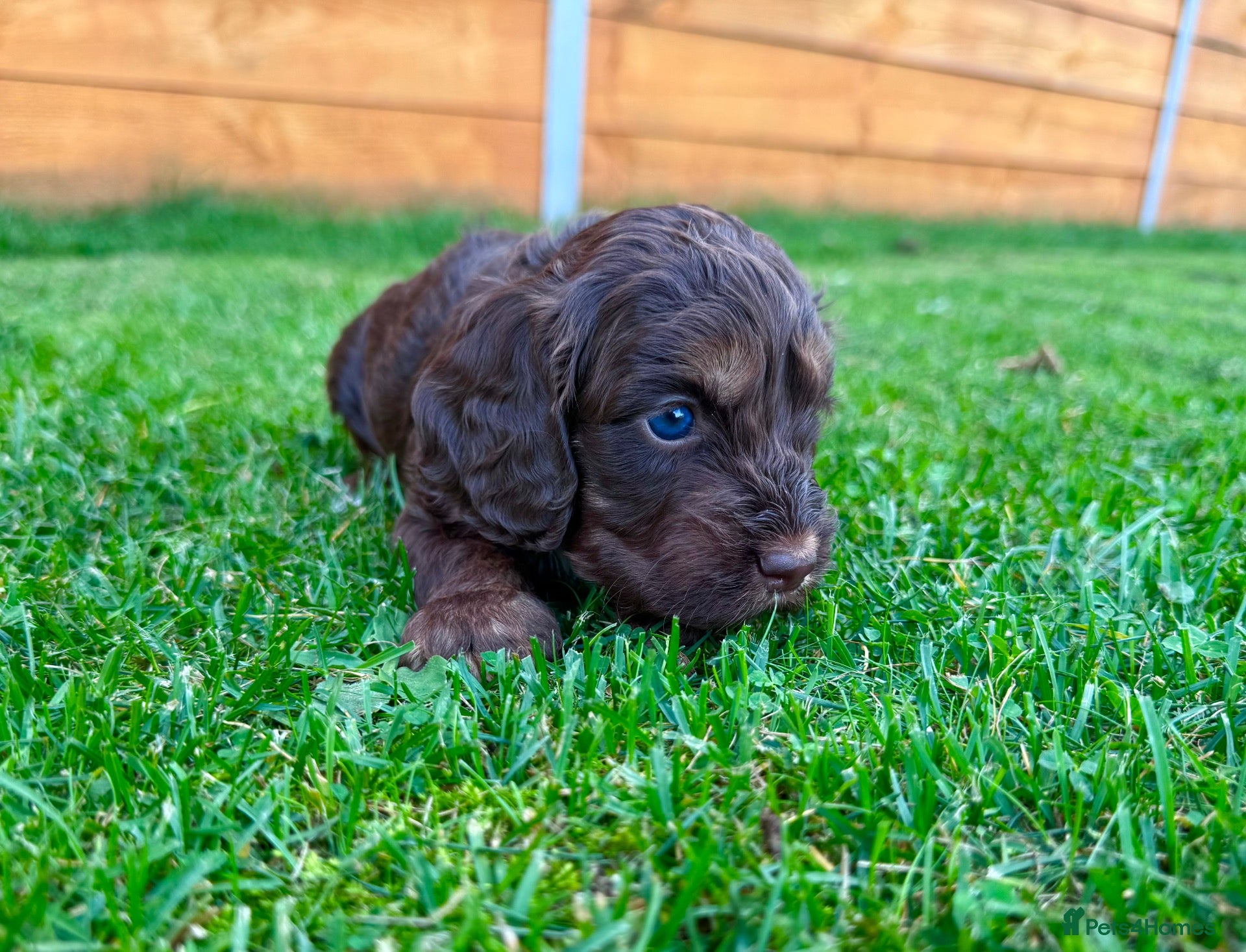 Cockapoo dogs Cockapoo Babies 🐾🐾🐾 - Advert 2