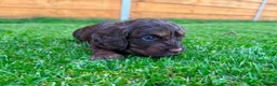 Cockapoo dogs for sale: Cockapoo Babies 🐾🐾🐾 - Advert 2