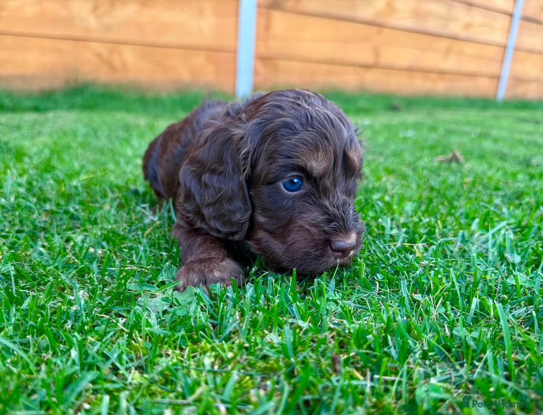 Cockapoo dogs for sale: Cockapoo Babies 🐾🐾🐾 - Advert 2
