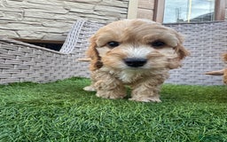 Cockapoo dogs for sale: F1 pra clear Cockapoos  - Advert 15