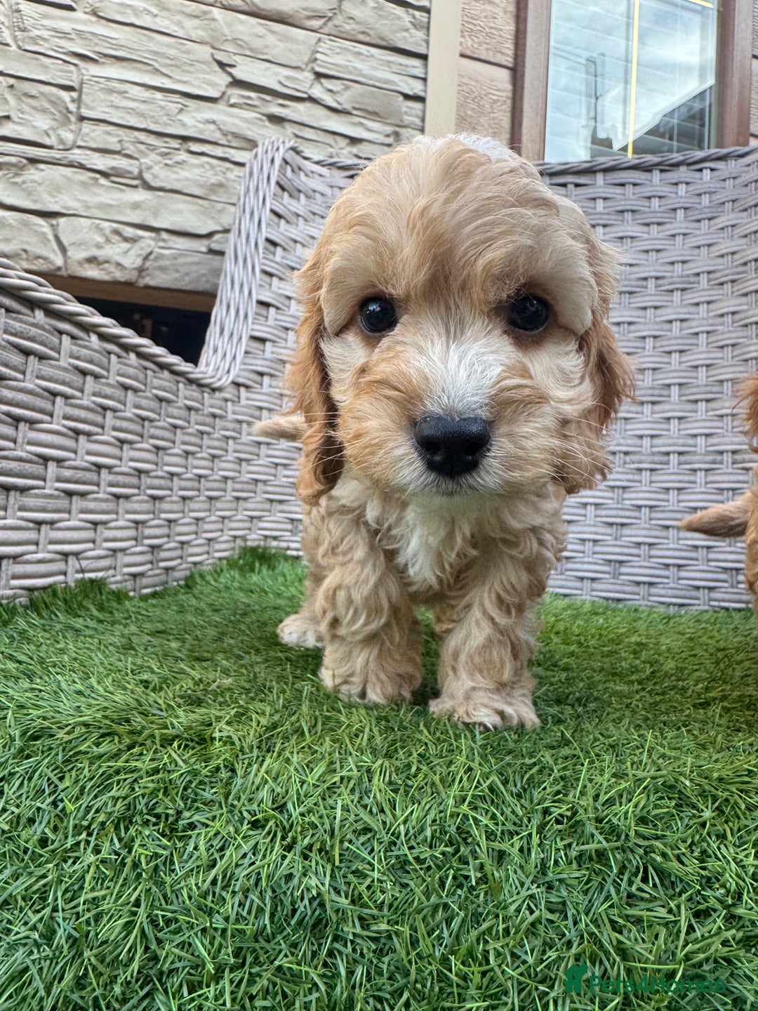 Cockapoo dogs for sale: F1 pra clear Cockapoos  - Advert 15
