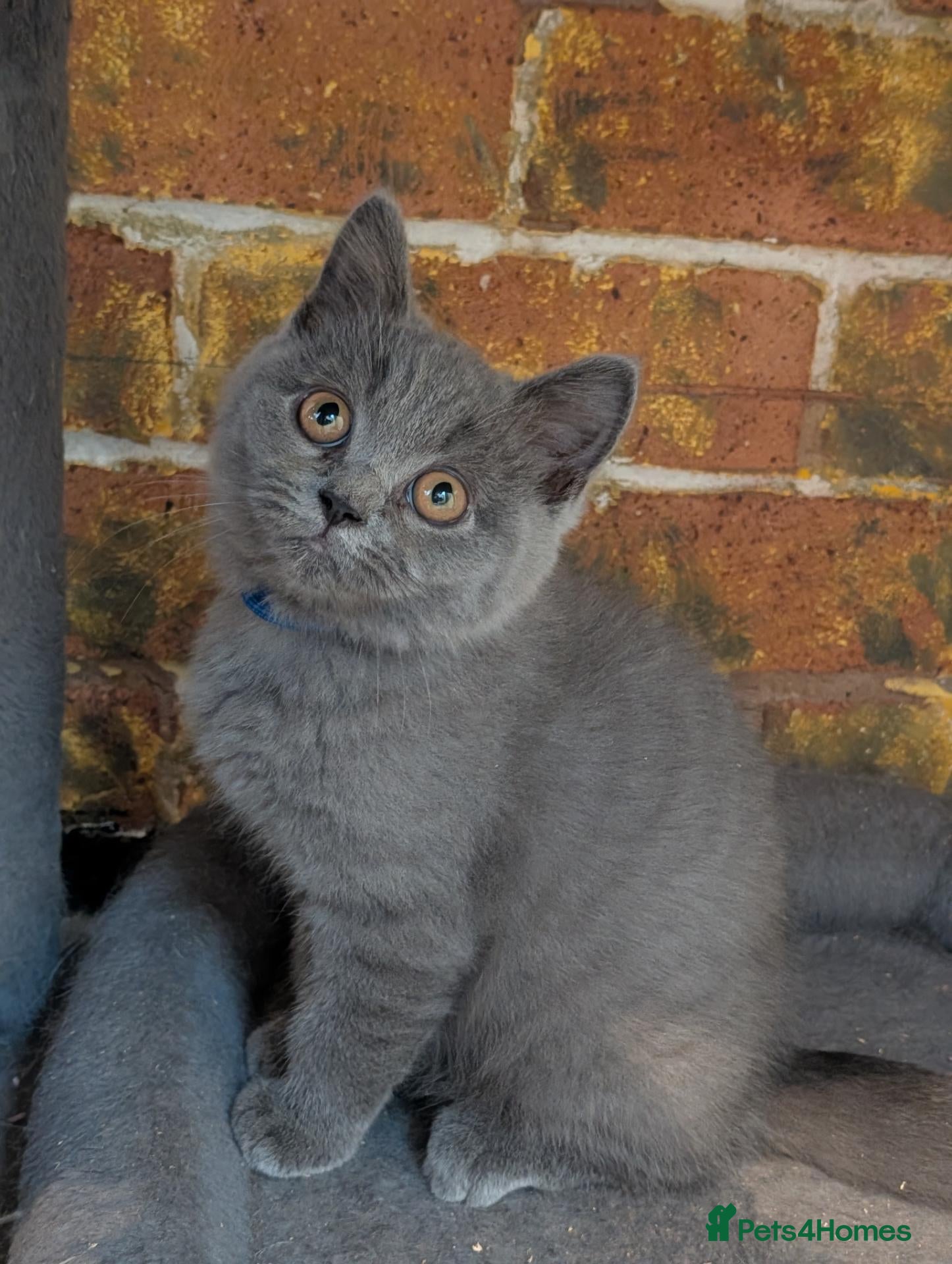 British Shorthair cats Ready! British shorthair and longhair kittens  - Advert 9