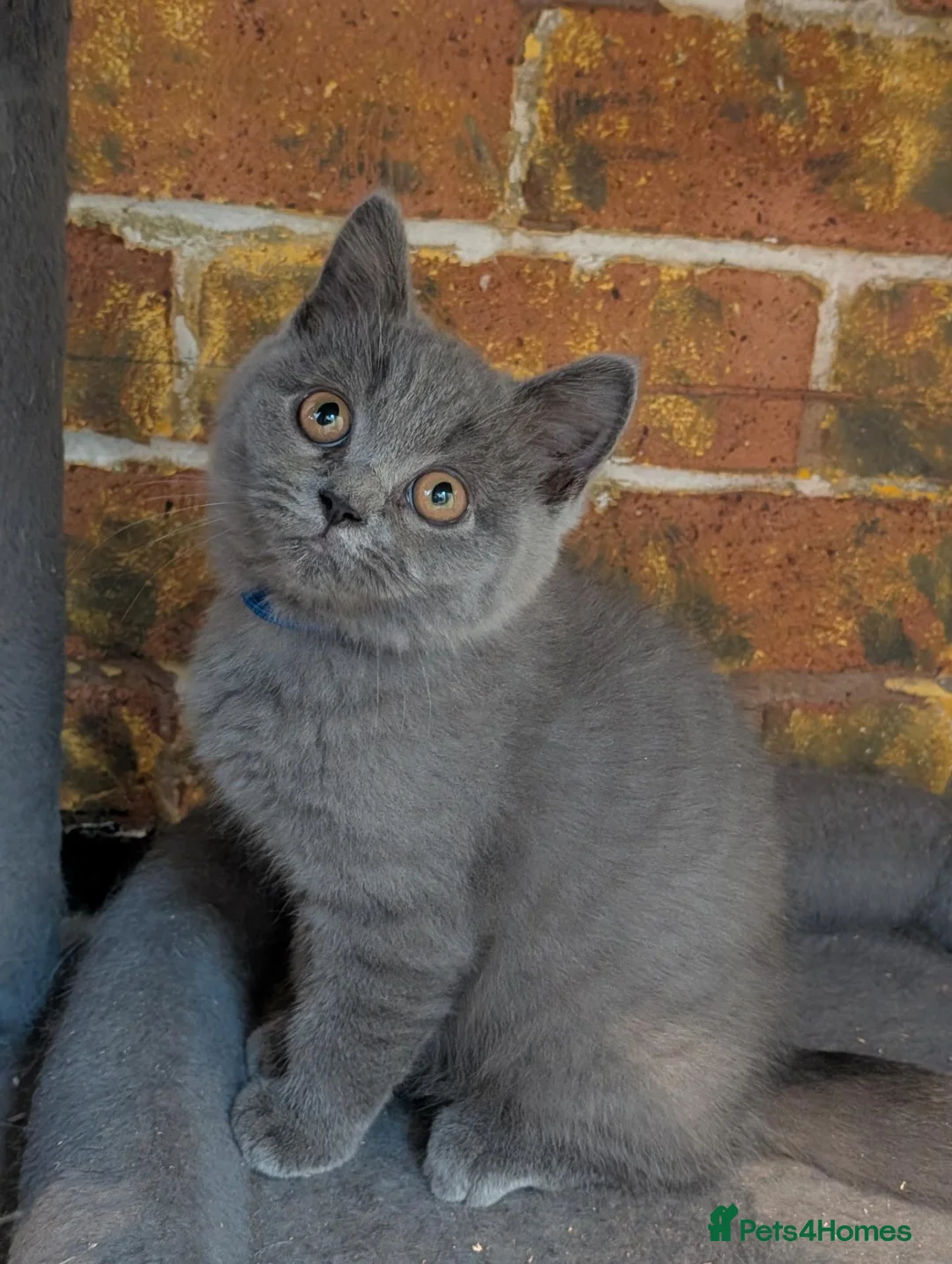 British Shorthair cats for sale: Ready! British shorthair and longhair kittens  - Advert 1