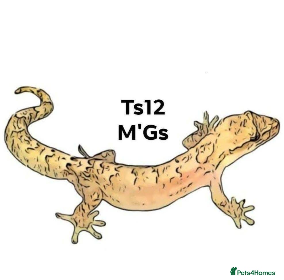 Gecko reptiles for sale: Mourning gecko hatchlings - Advert 2