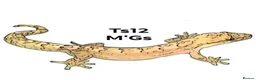 Gecko reptiles for sale: Mourning gecko hatchlings - Advert 1