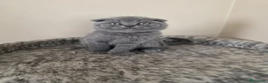 Scottish Fold Kitten 2 (black collar)