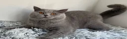 British Shorthair cats for stud: GCCF Active Reg BSH Blue Stud  - Advert 2