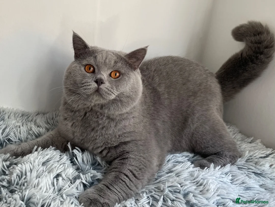British Shorthair cats for stud: GCCF Active Reg BSH Blue Stud  - Advert 2