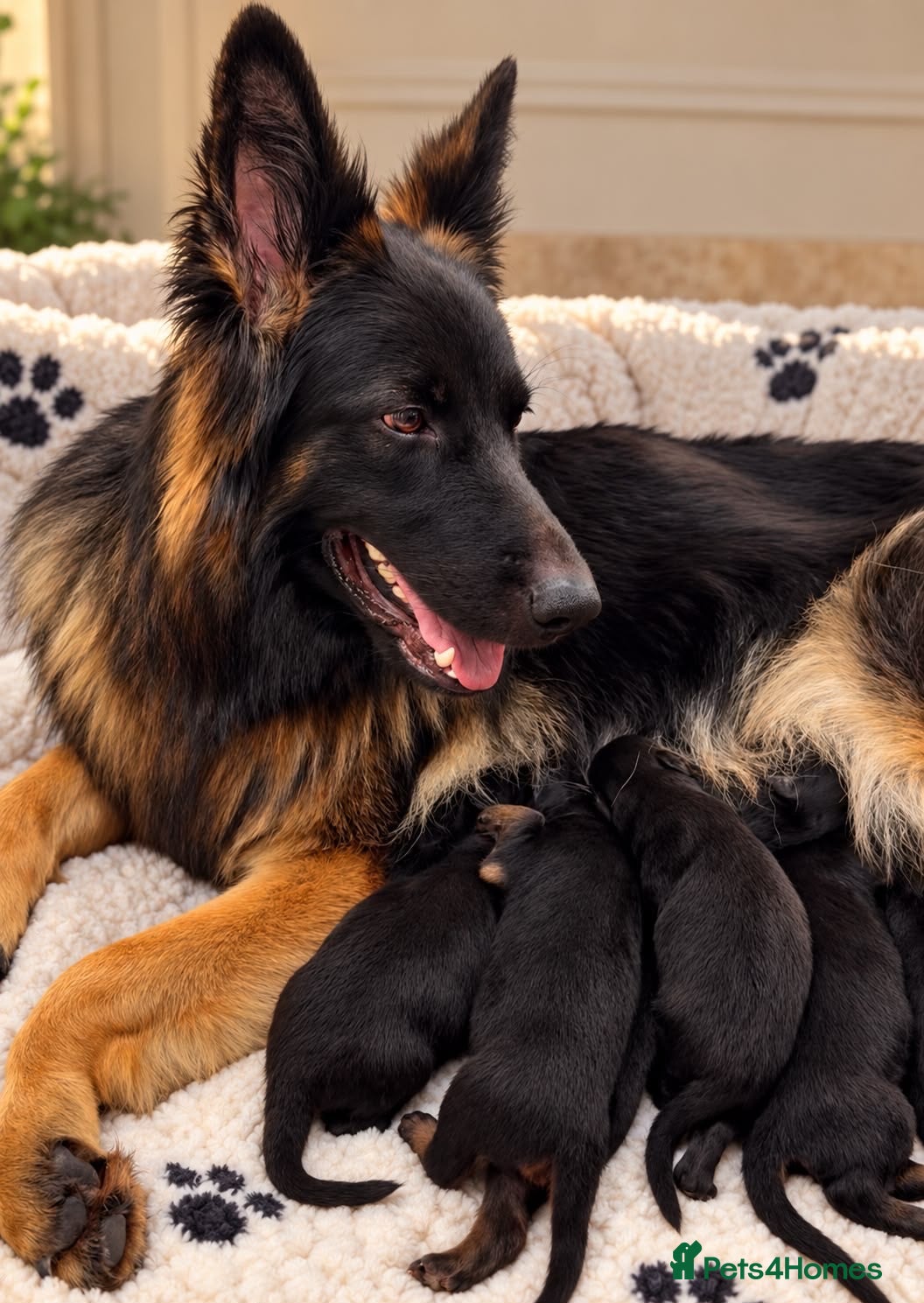 German Shepherd dogs Exceptional Long-Haired German Shepherd Puppies - Advert 2