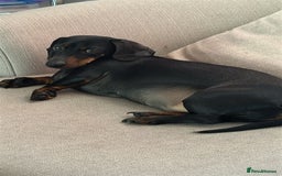 Miniature Dachshund dogs for sale: Beautiful Miniature Dachshund  - Image 3