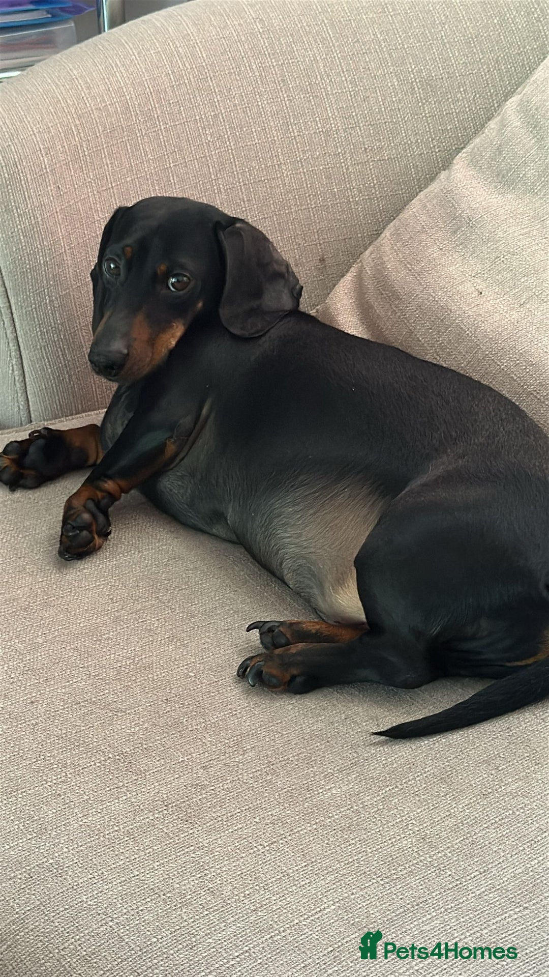 Miniature Dachshund dogs for sale: Beautiful Miniature Dachshund  - Image 3