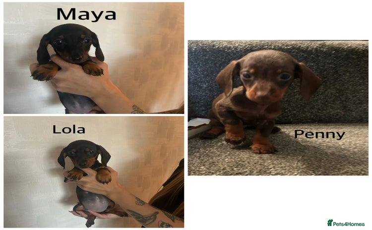 Miniature Dachshund dogs - Advert 13