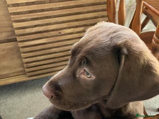 Labrador Retriever dogs Perfect Puppy - Advert 1