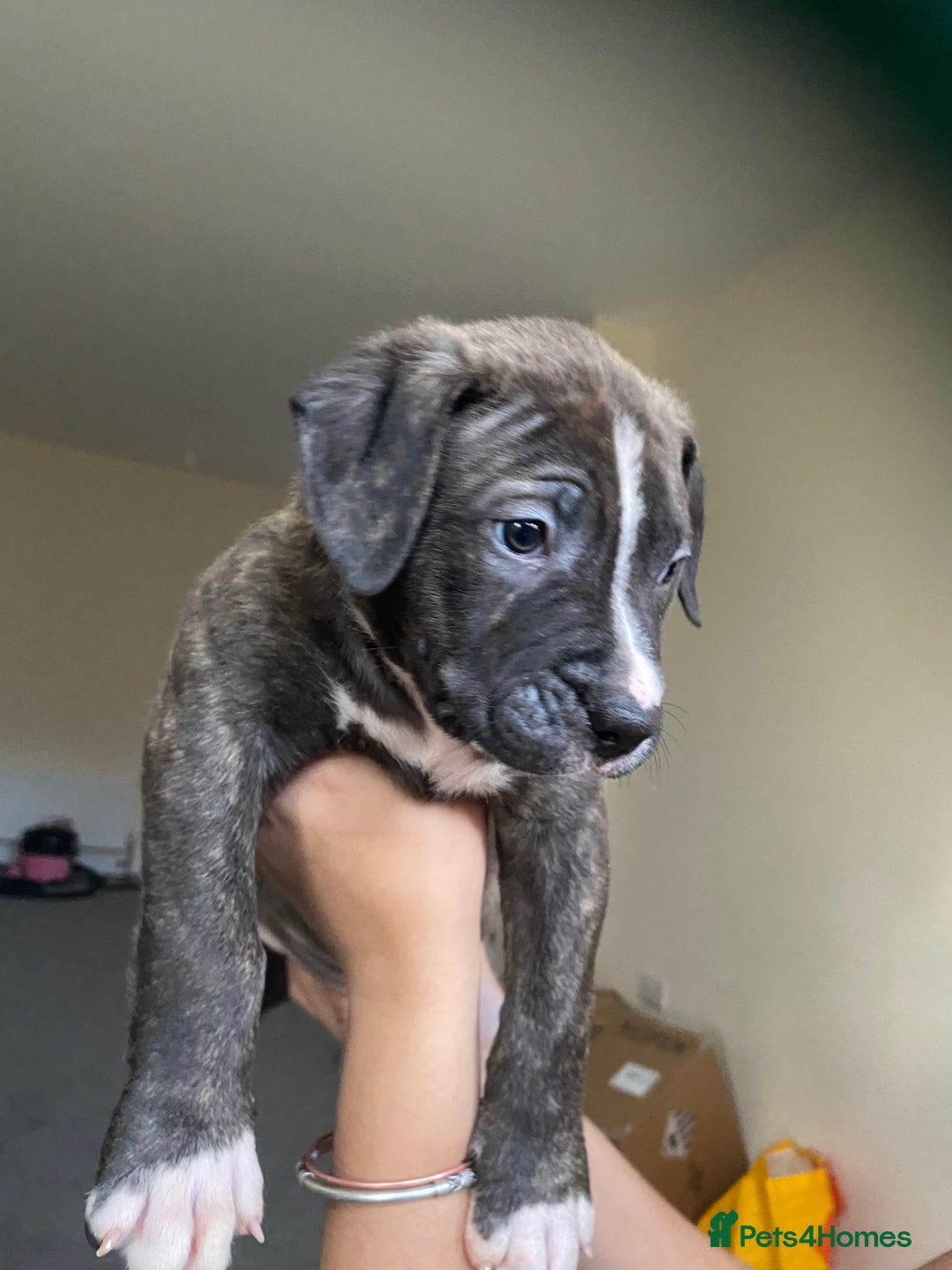 Mixed Breed dogs for sale: Scott American Bulldog Cross  - Advert 15