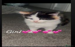 Mixed Breed cats for sale: Beautiful kittens ready for there new home - Image 2
