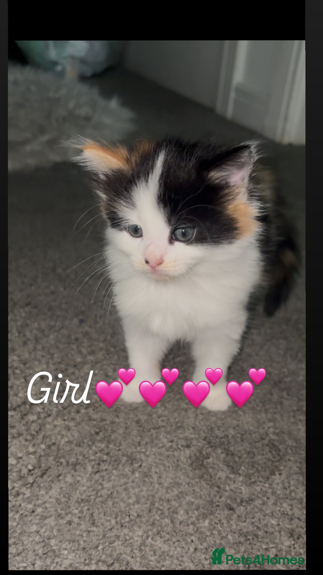 Mixed Breed cats for sale: Beautiful kittens ready for there new home - Image 2