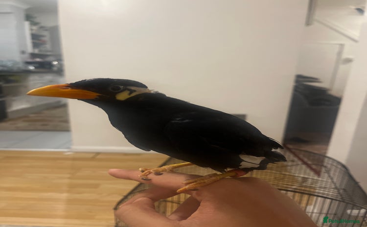 Mixed Breed birds - Advert 1