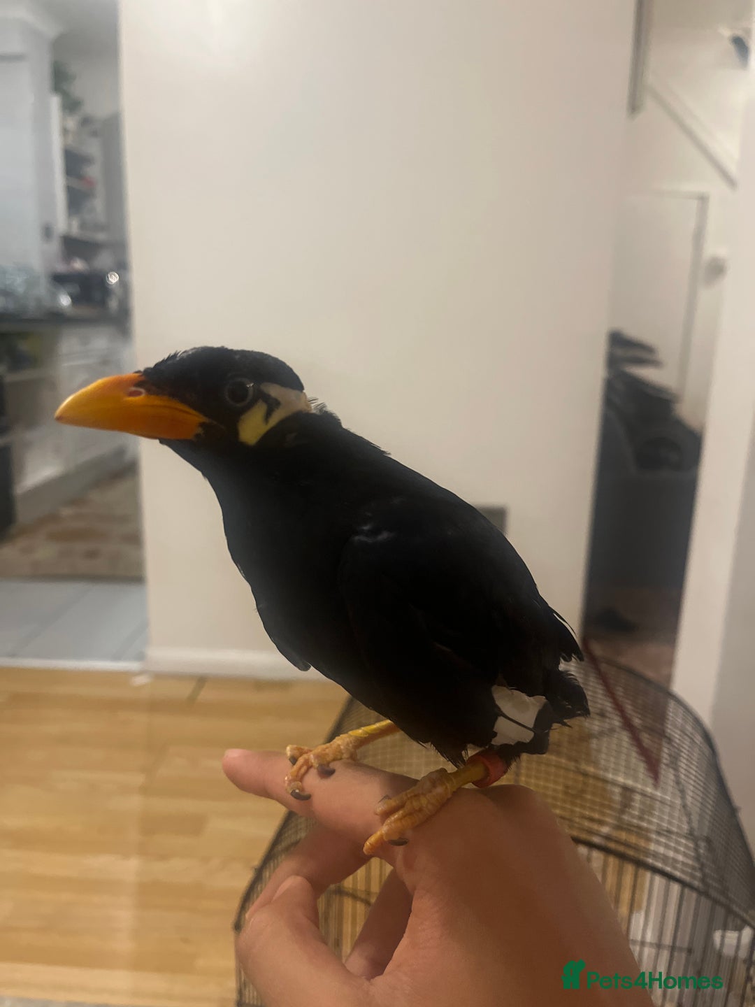 Mixed Breed birds for sale: Mayna  - Image 1