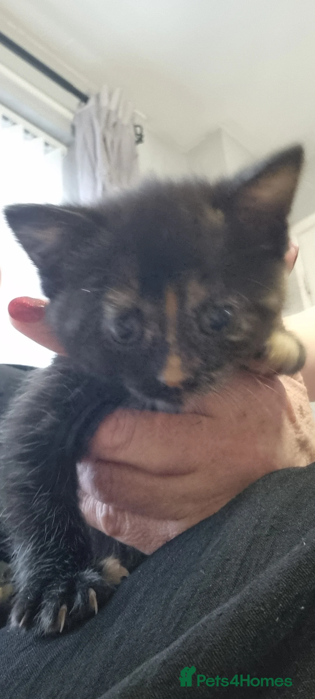 Mixed Breed cats for sale: 2 beautiful kittens left ready to go now - Advert 13