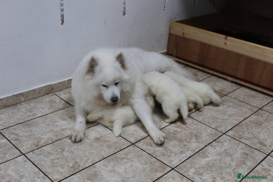 Samoyed dogs for sale: Bundle of joy and fluff - Image 19