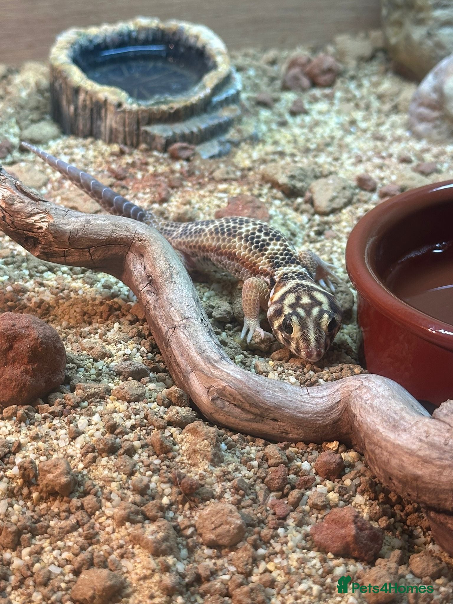 Leopard Gecko reptiles Persian Wonder Gecko With Full Set Up  - Advert 1