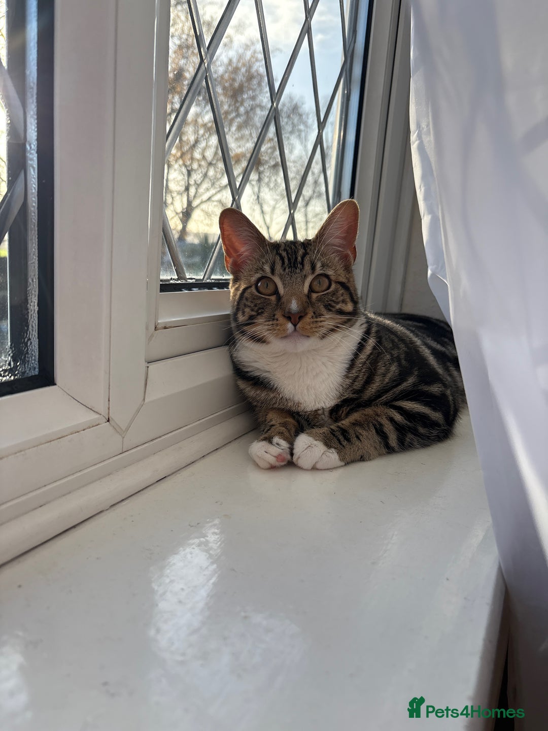 Mixed Breed cats for sale: A handsome and intelligent boy of 8 months - Advert 1