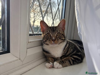 Mixed Breed cats A handsome and intelligent boy of 8 months - Advert 1