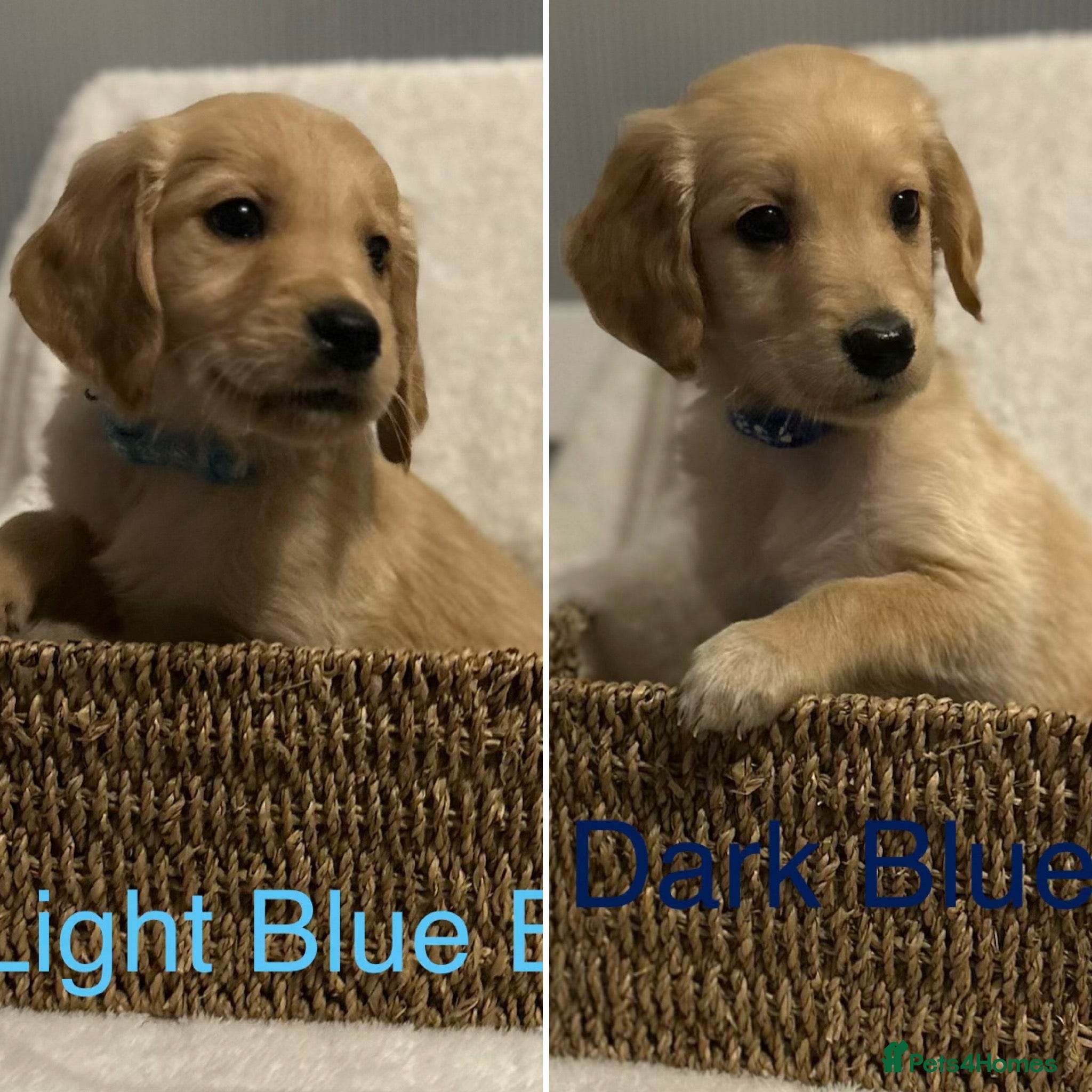 Golden Retriever dogs 🌟 2 Boys Available Now 🌟 - Advert 3