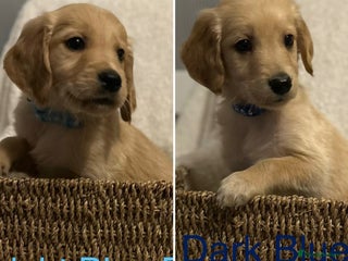 Golden Retriever dogs 🌟 2 Boys Available Now 🌟 - Advert 1