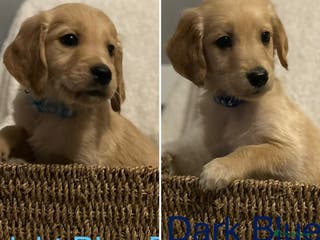 Golden Retriever dogs 🌟 2 Boys Available Now 🌟 - Advert 8