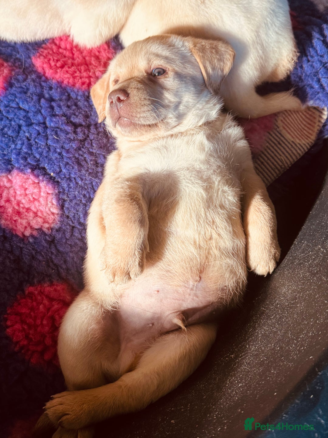 Labrador Retriever dogs for sale: Chunky KC reg Show line Champagnes boys  - Image 2