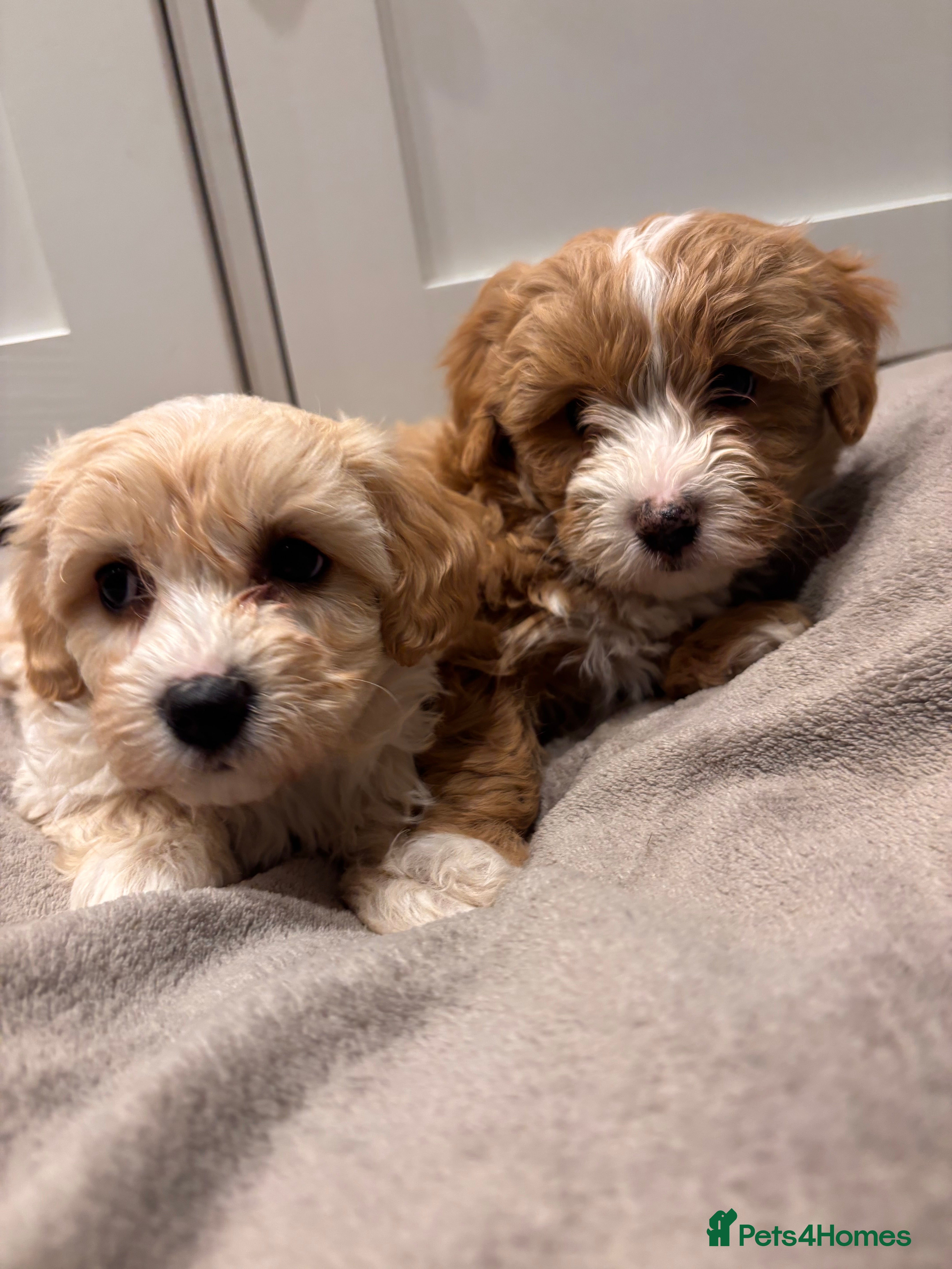 Maltese dogs Stunning F1 health tested Maltipoo pups - Advert 18