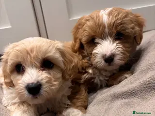 Maltese dogs Stunning F1 health tested Maltipoo pups - Advert 1