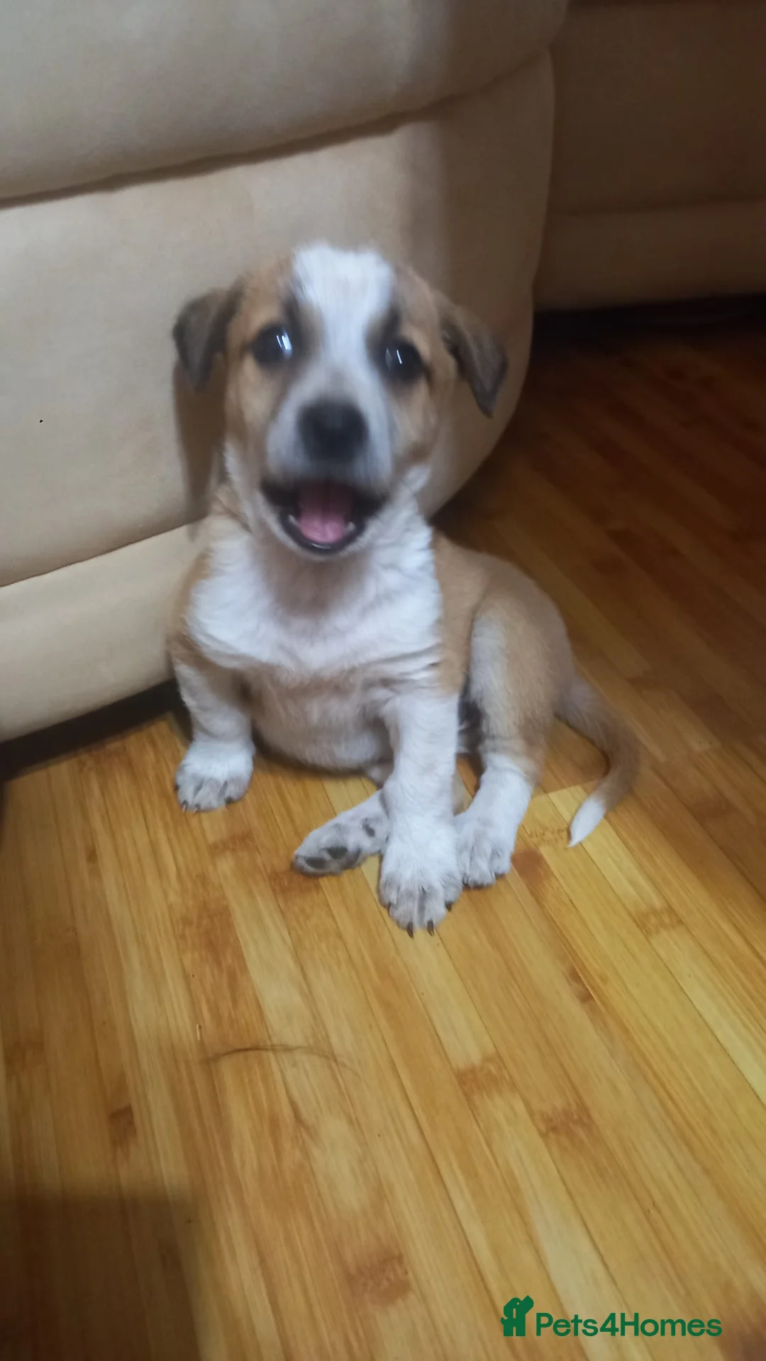 Mixed Breed dogs for adoption: 💖 Meet JESSICA 💖 - a story of Strength and Love - Advert 19