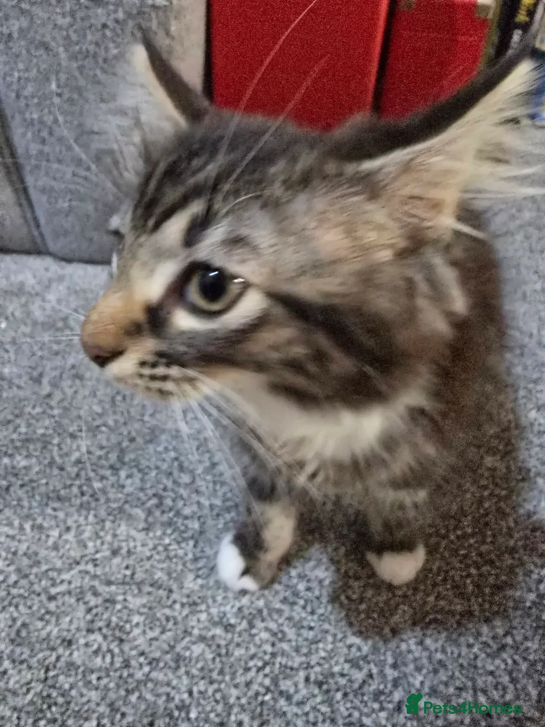 Mixed Breed cats for sale: 2 adorable kittens for sale £50 ONO - Advert 4