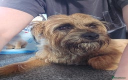 Mixed Breed dogs for sale: Last little girl of the litter left - Image 11