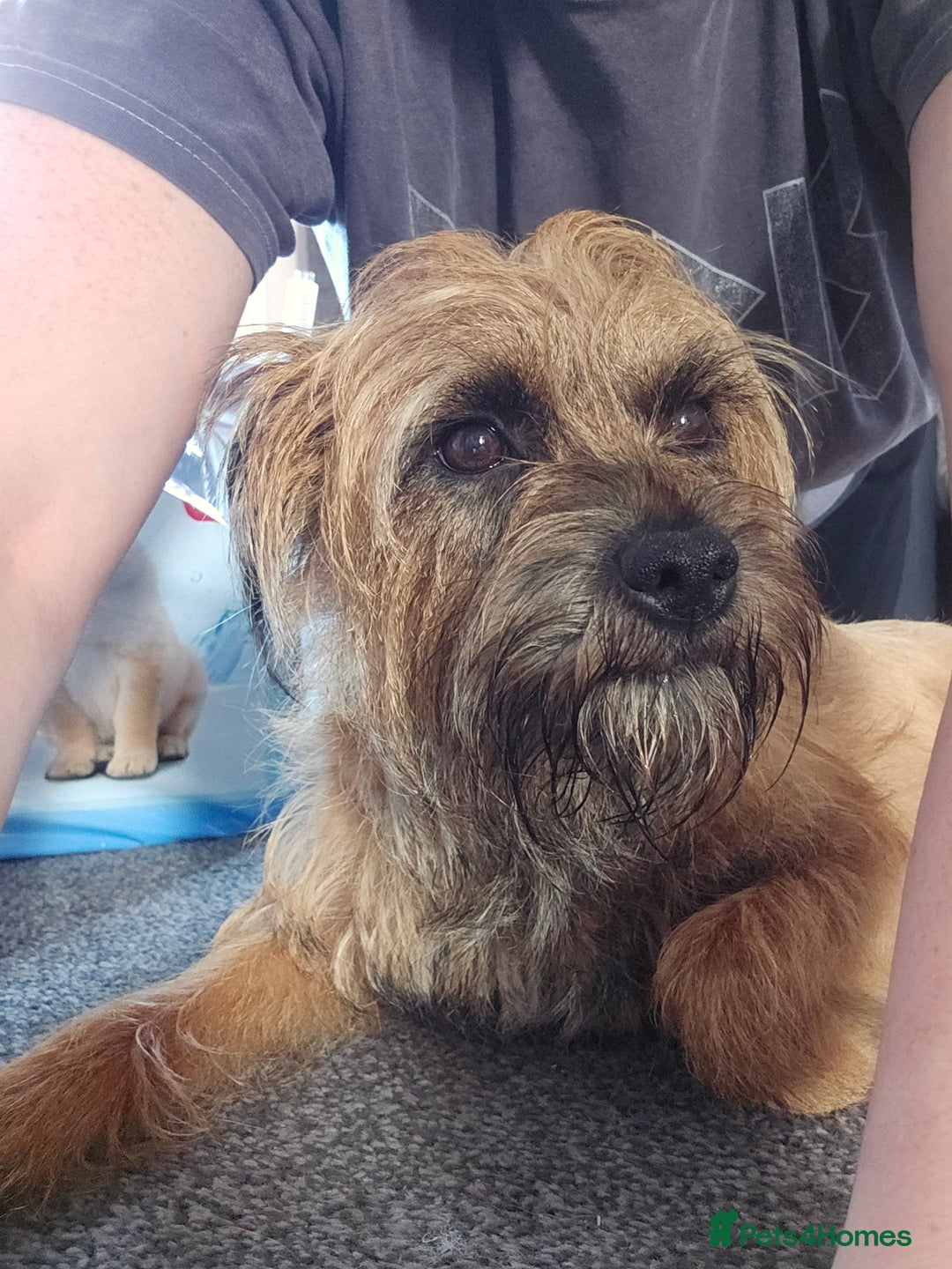 Mixed Breed dogs for sale: Last little girl of the litter left - Image 11