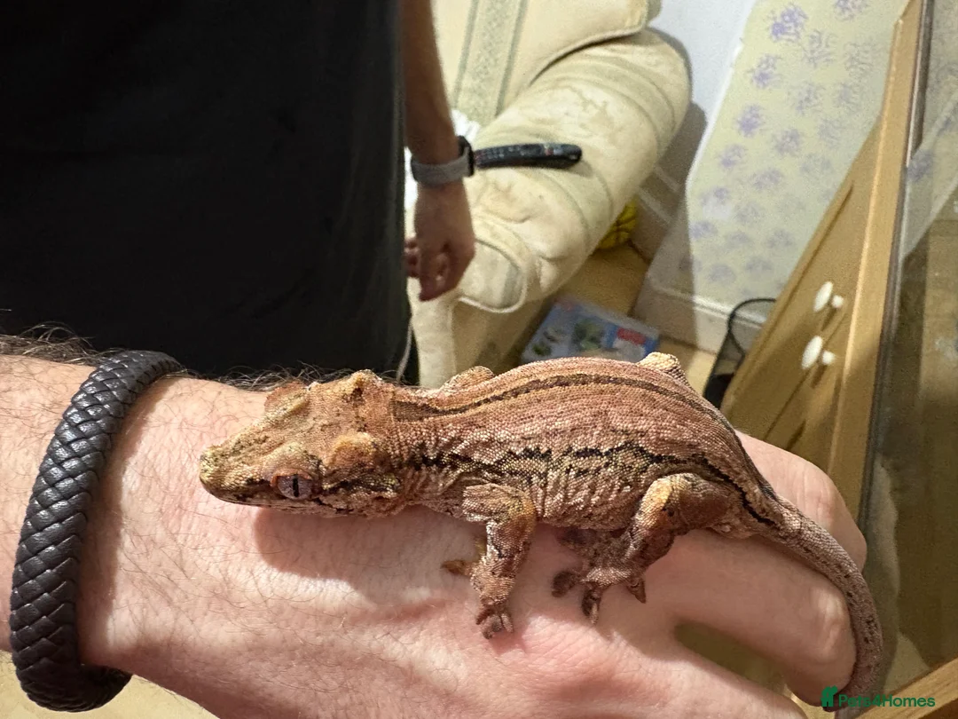 Gecko reptiles for sale: 3 Gargoyle Geckos - Advert 5