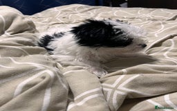 Morkie dogs for sale: Adorable Morkie Girl Puppy! - Image 6