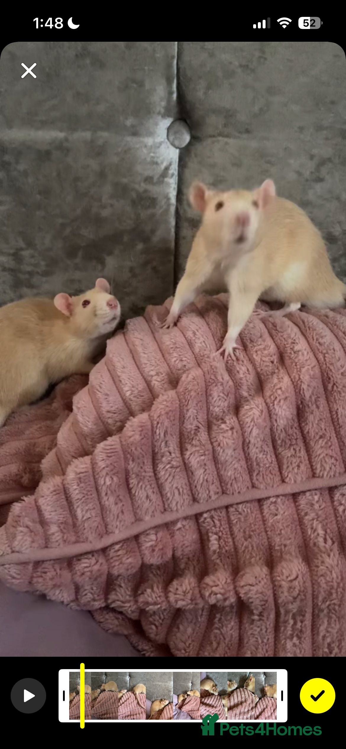 Rat rodents  albino male rats (twins)  - Advert 4