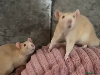 Rat rodents albino male rats (twins) - Advert 17