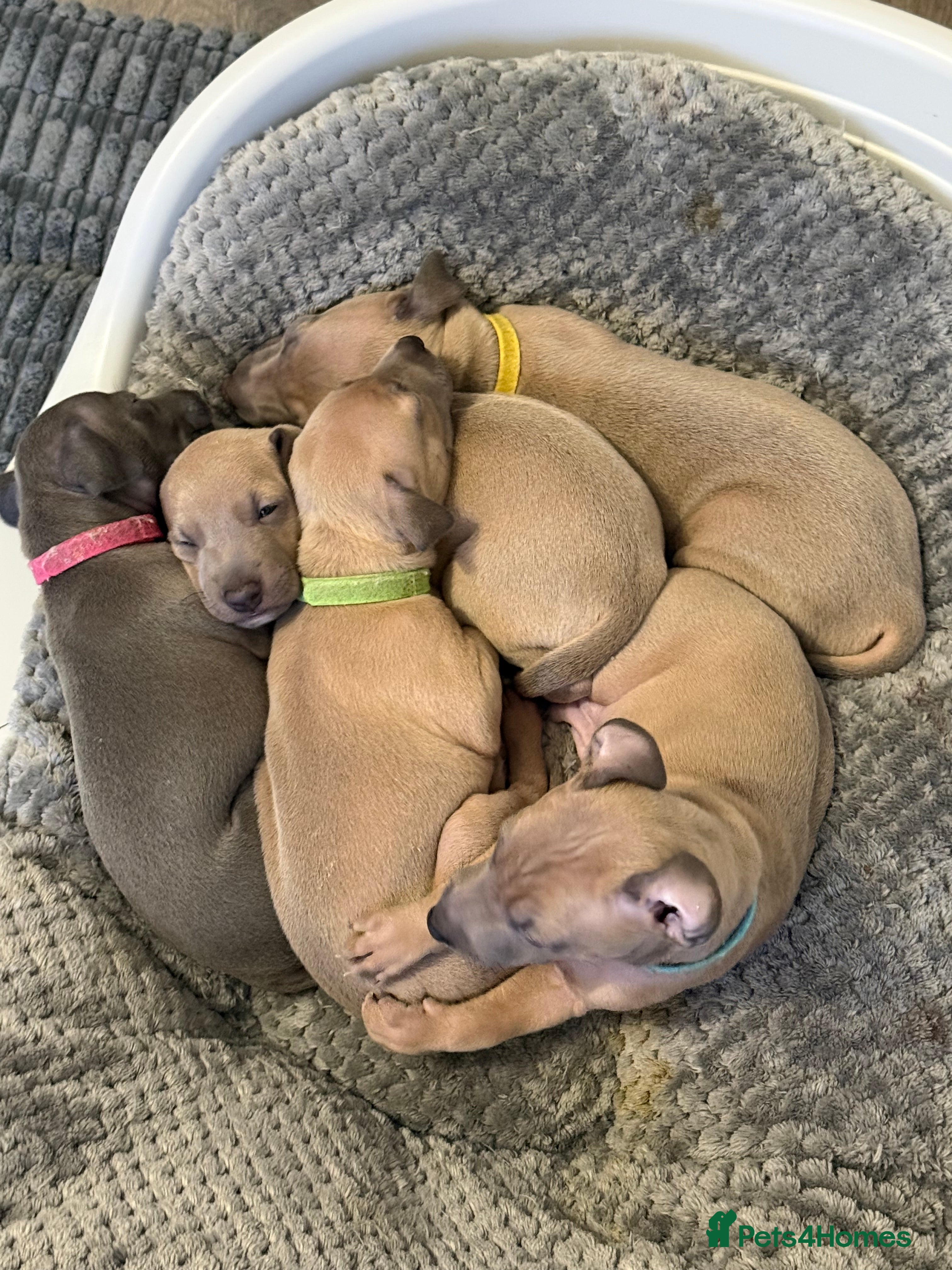 Italian Greyhound dogs Beautiful Italian Greyhound Puppies - Advert 14